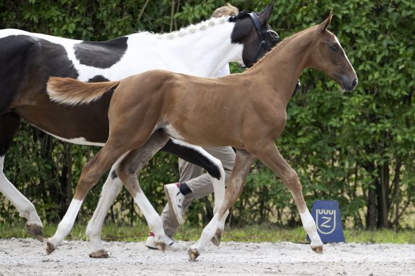 ZARATE Z - My granddam is full sister to the one and only